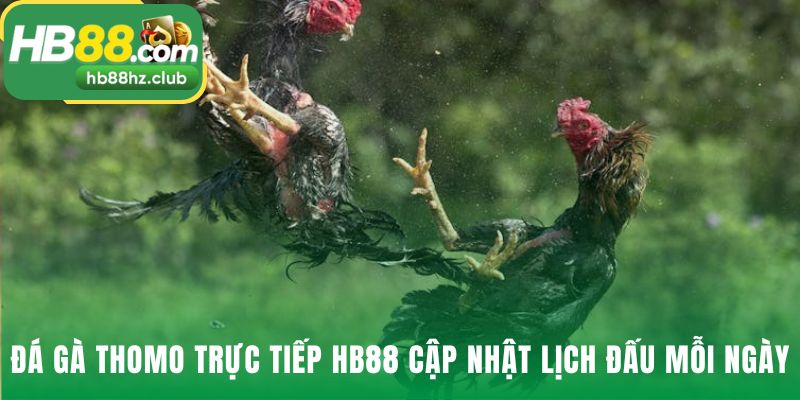 Lịch thi đấu đá gà Thomo giúp bạn không bỏ lỡ trận nào