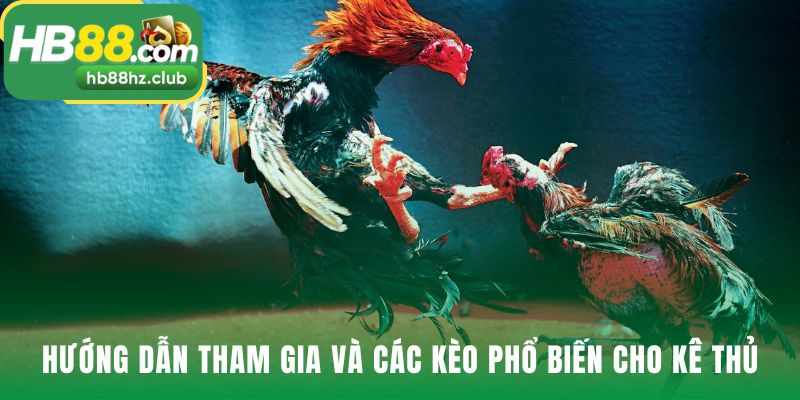 Các bước tham gia AOG đá gà đơn giản và trực quan
