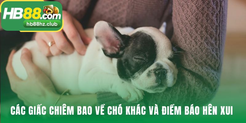 Mơ Thấy Chó Đánh Con Gì? Sổ Mơ Lô Đề Chó Chuẩn Nhất Giải đáp mơ thấy chó đánh con gì qua các tình huống hiếm gặp