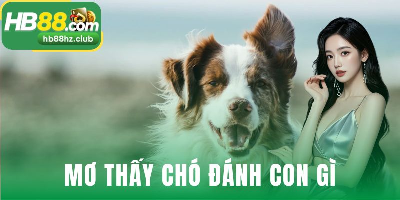 Mơ Thấy Chó Đánh Con Gì? Sổ Mơ Lô Đề Chó Chuẩn Nhất mơ thấy chó đánh con gì